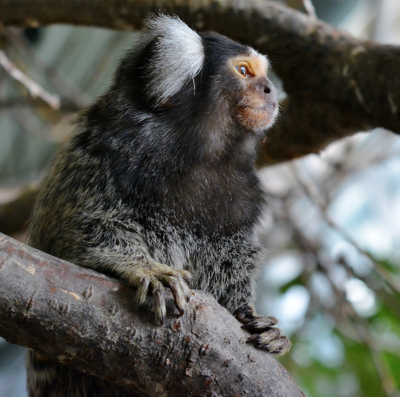 <i>Electric Literature</i> interviews Sigrid Nunez about <i>Mitz</i>