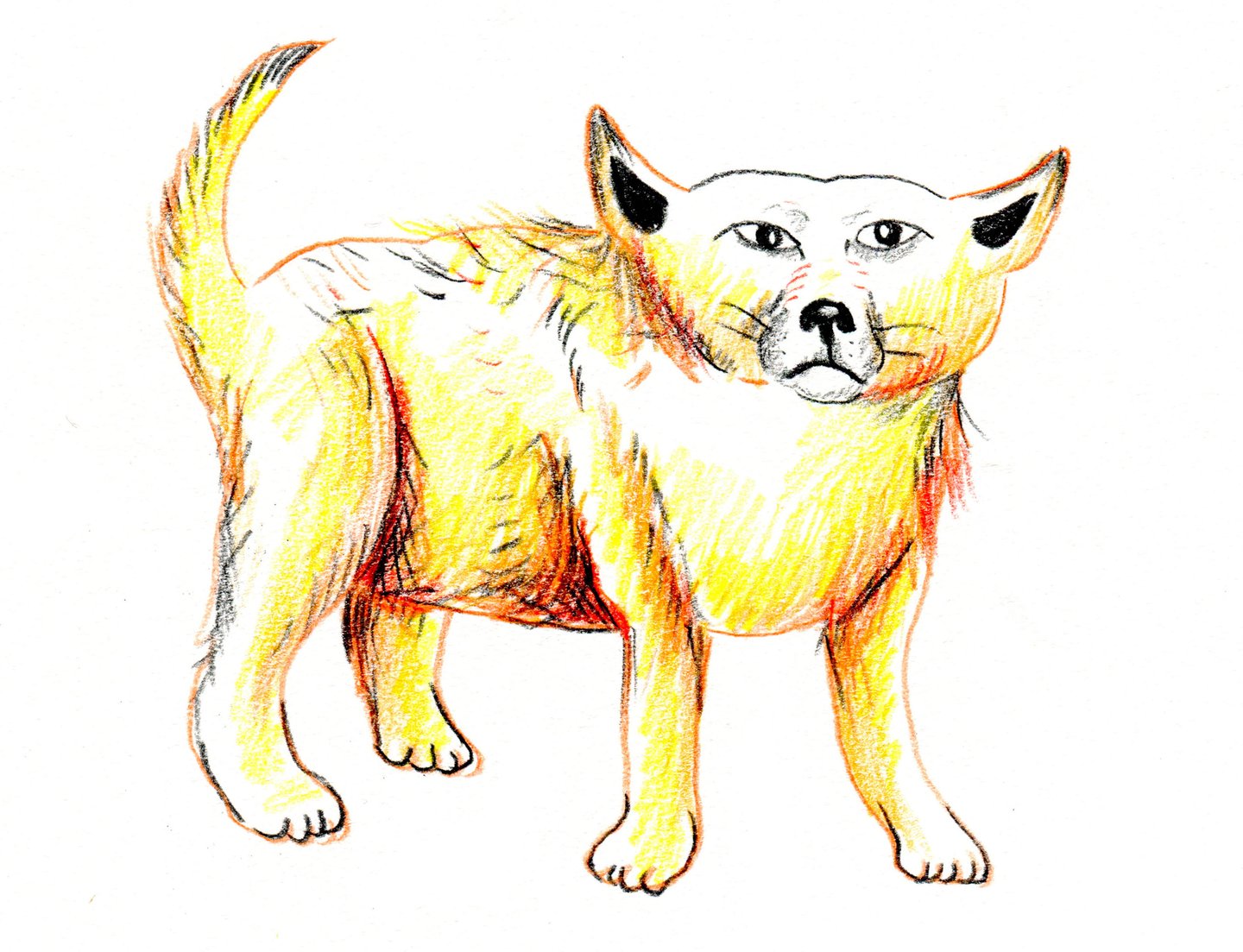 There is a yellow and orangish colored pencil illustration of a Chihuahua in profile. The Chihuahua's head is exaggerated in a humorous way. 