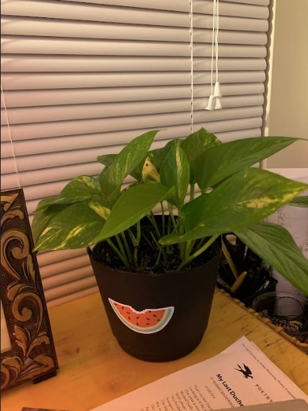 This photograph shows the stunted pothos plant sitting on a desk, described by Destiny in the essay