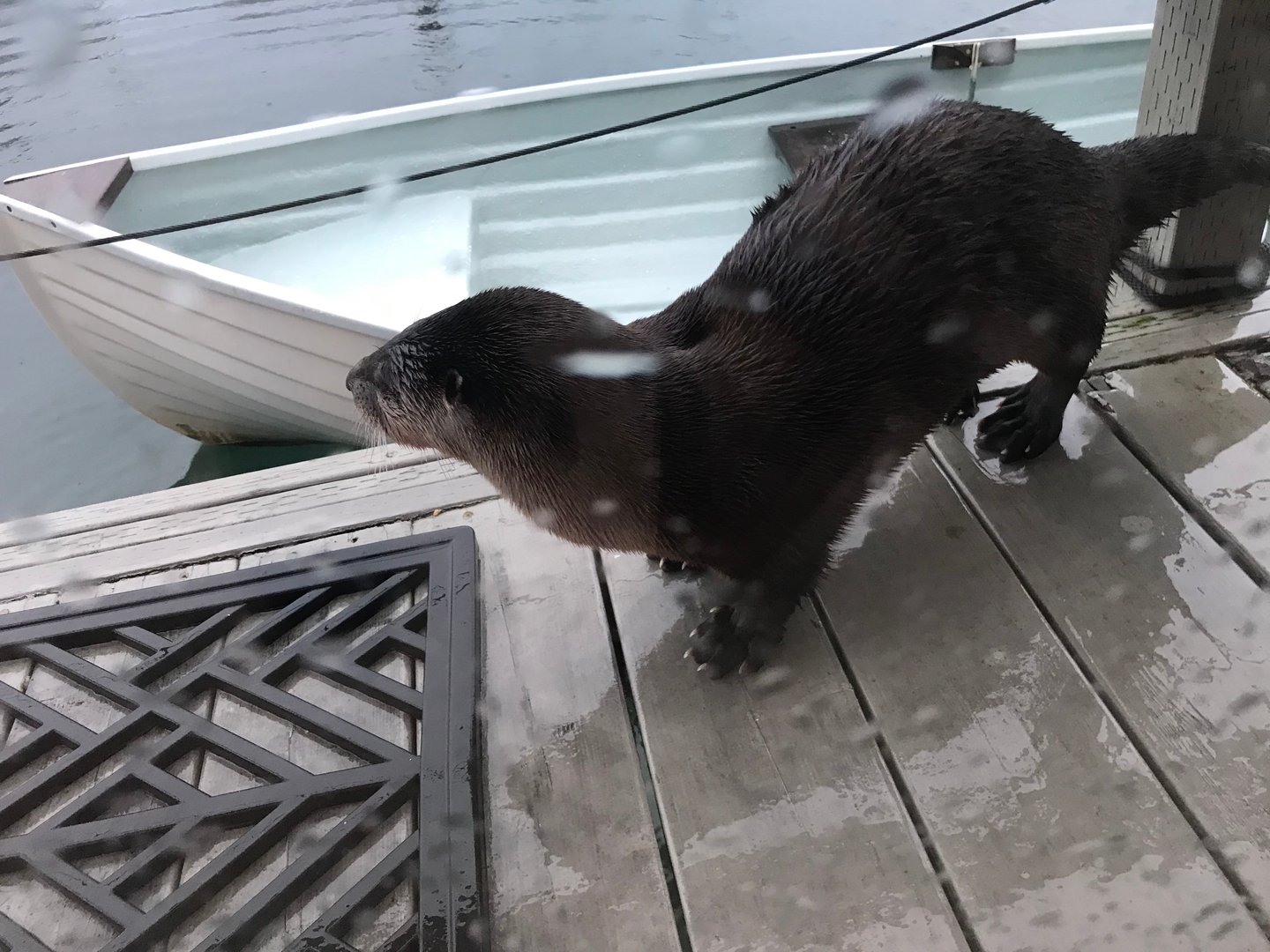This photograph is a picture of an otter standing on a wet deck. It's peering over the edge of the deck at the water and a canoe